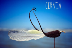 Cervia_169