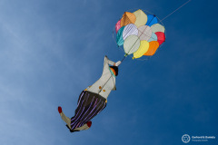 Cervia_208