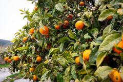 Spotorno_Spring_2024_011-3