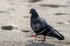 Spotorno_Spring_2024_035-27