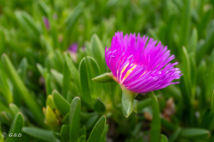 Spotorno_Spring_2024_070-62