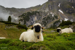 suedtirol_2024_005_ergebnis