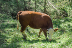 suedtirol_2024_041_ergebnis