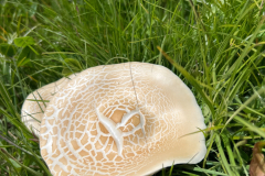 suedtirol_2024_075_ergebnis